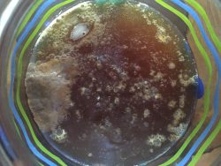 scoby day 7